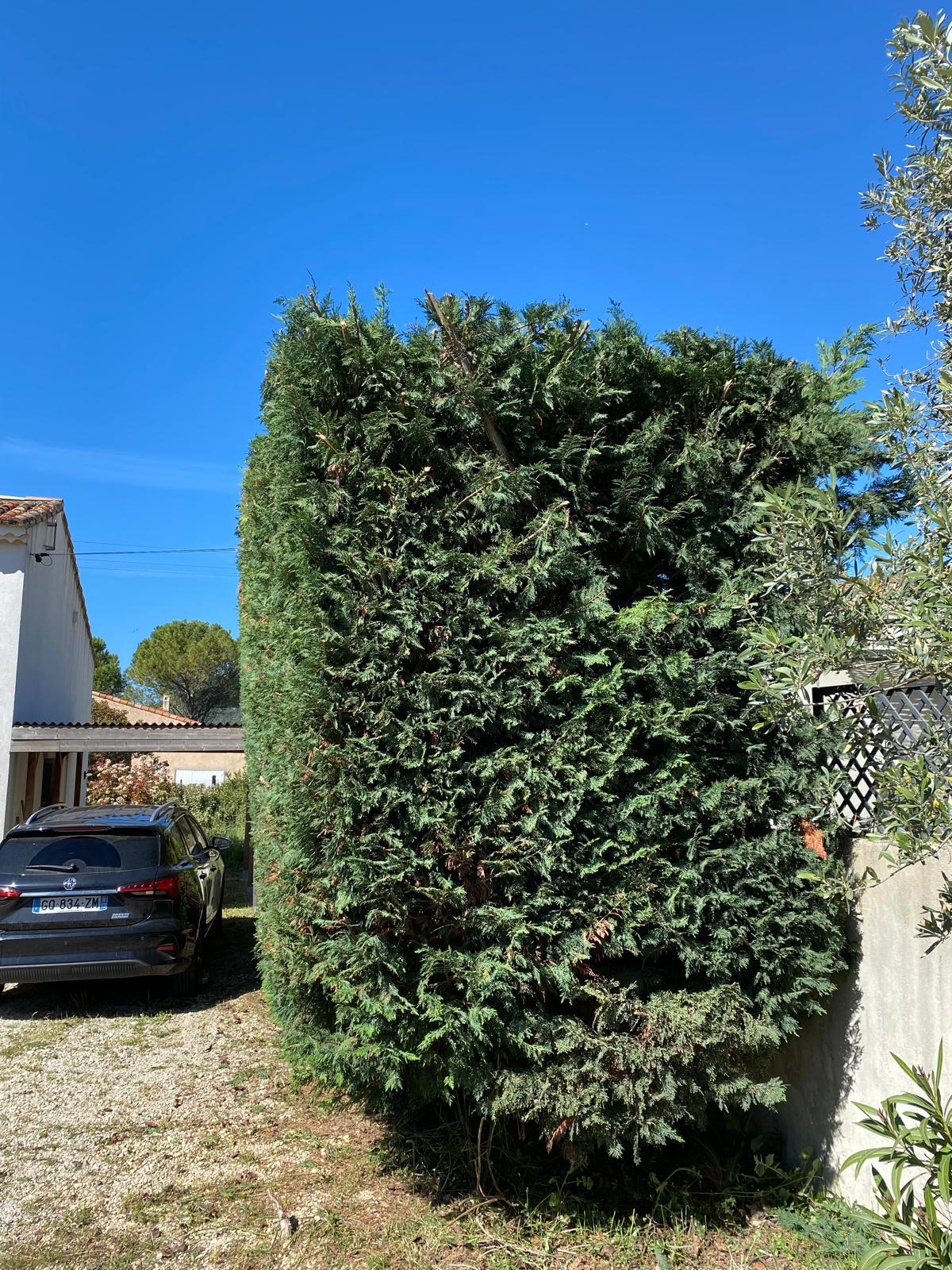 Abattage arbre dangereux