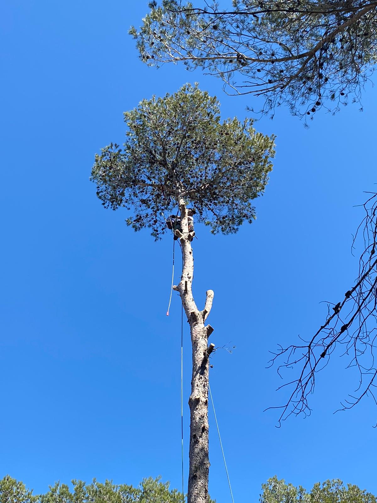 Élagage arbres Seine-et-Marne