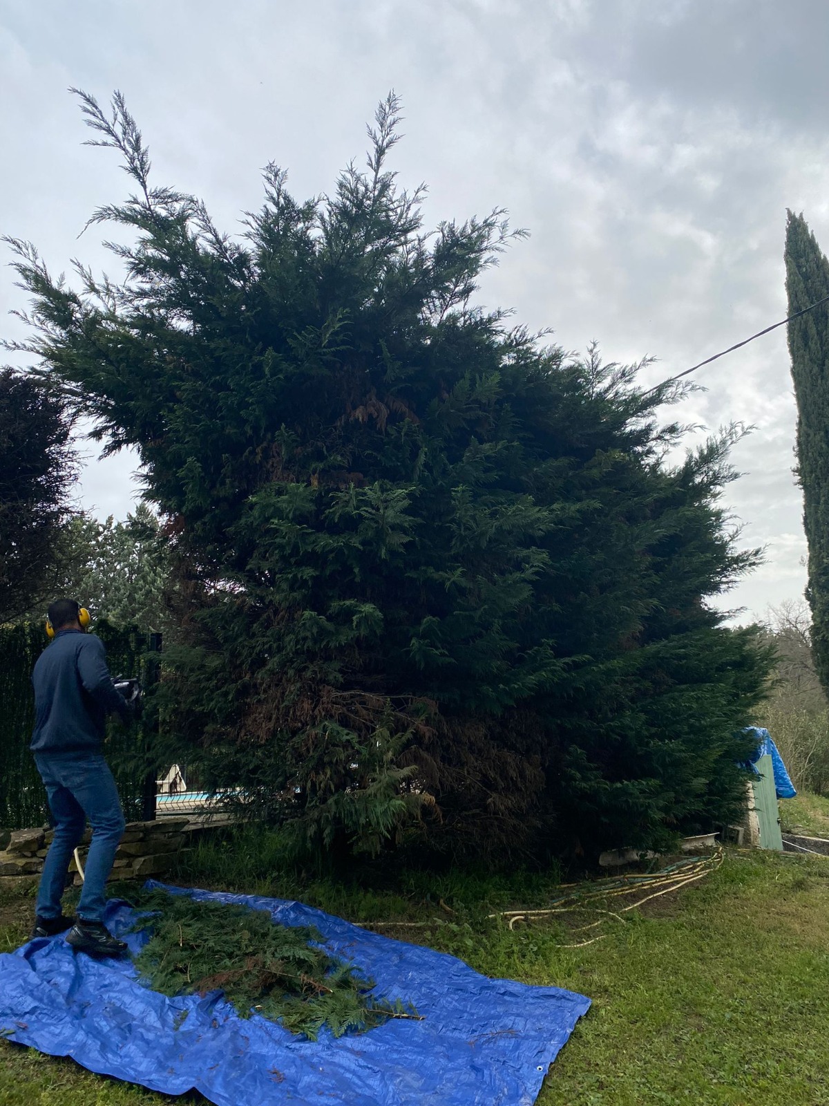 Urgence arbre tombé tempête